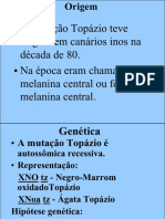 Canários Topazios - Clube Sano