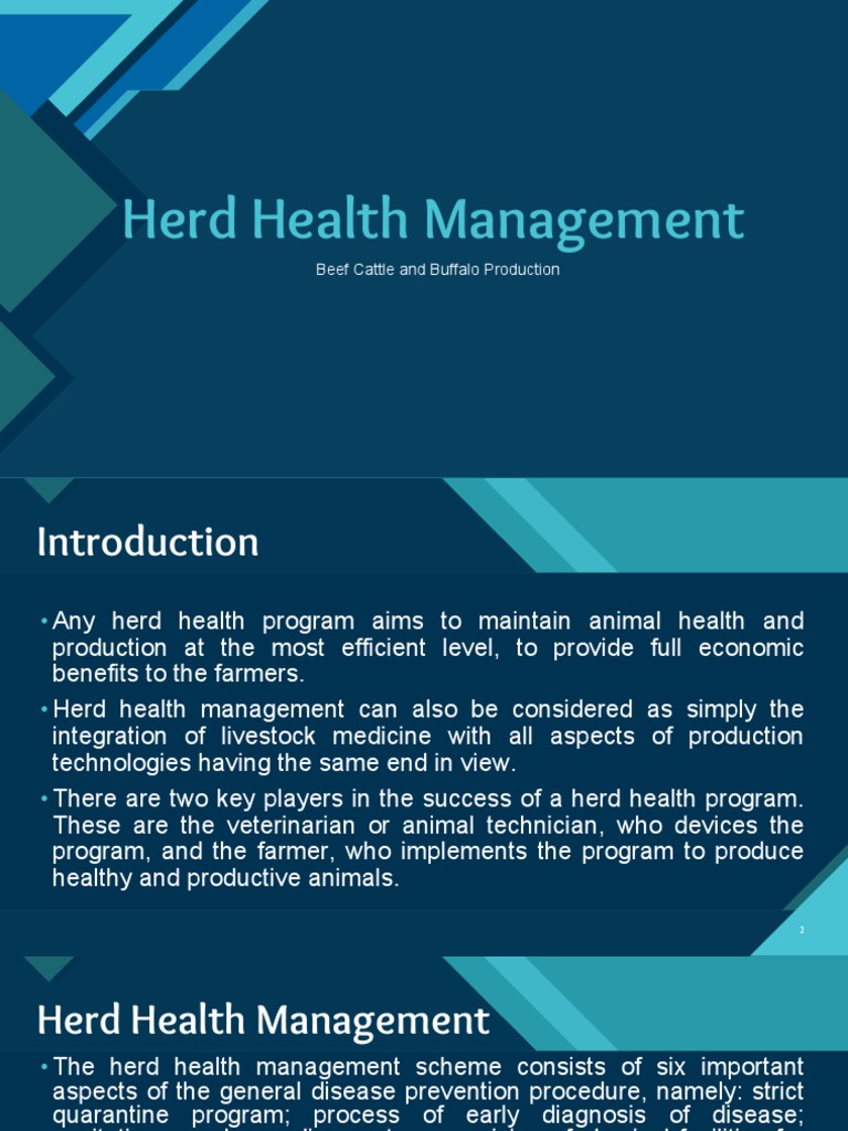 Herd Health Management for Cattle | PDF | Veterinary Medicine | Cattle