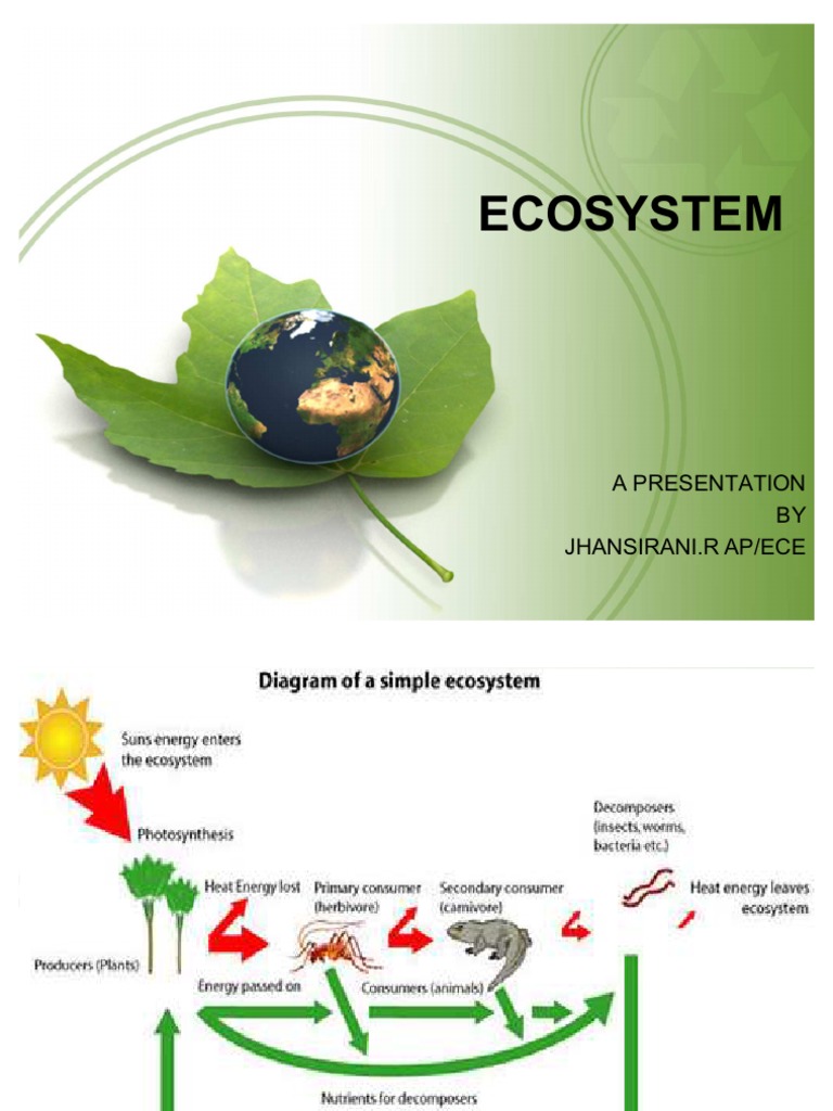 Ecosystem | Food Web | Ecosystem