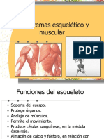 Esqueleto y sistema muscular en