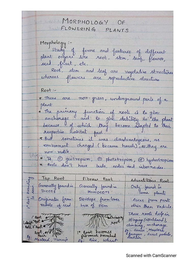 Morphology Biology Diagrams