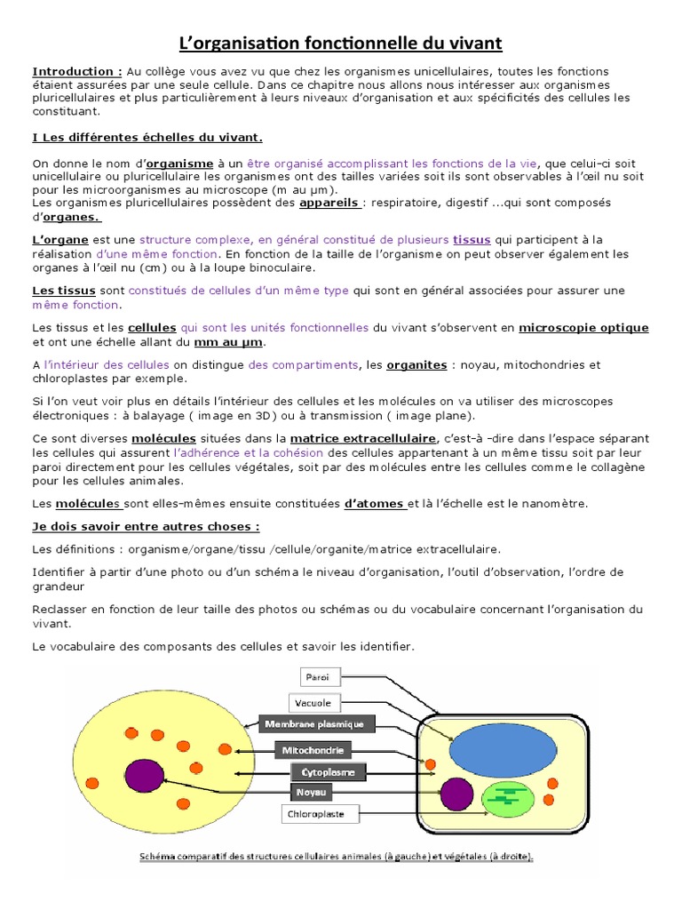 Cours I Organisation Fonctionnelle 3 | PDF | Cellule (Biologie ...