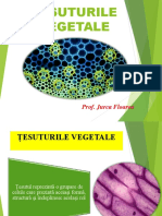 Tesuturile Vegetale 1