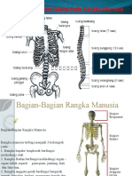 Macam-Macam Tulang Pada Rangka Manusia (Ramzi)