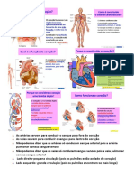 Sistema Cardiovascular