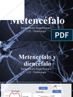 Metencefalo y Diencefalo (2)