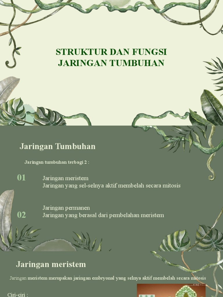 Struktur Dan Fungsi Jaringan Tumbuhan | PDF