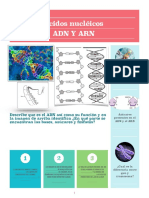 Esquema ADN Y ARN