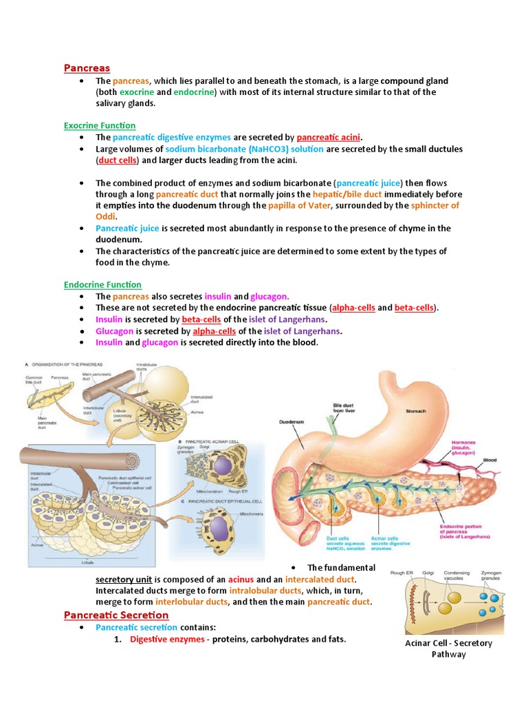 Medical School Notes On Pancreatic Issues PDF Pancreas Digestion
