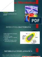 Estructura Bacteriana...