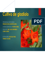 Cultivo de Gladiolo