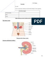 Excretion Homeostasis Skeletal System Irritability