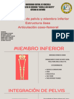 Miembro inferior: anatomía y biomecánica