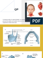 Exposicion Anatomia - Sistema Respiratorio