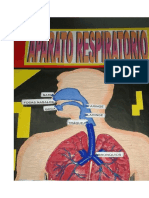 Respiración pulmonar: órganos y proceso