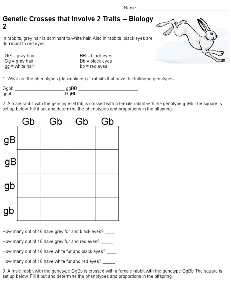 Dihybrid Crosses in Rabbits and Flies | PDF | Genotype | Biological ...