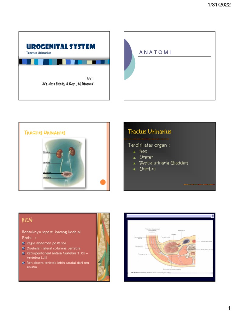 Anatomy of the Urinary System | PDF | Urinary Bladder | Animal Physiology