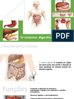 Slide de Sistema Digestório