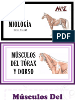 Miología Del Equino