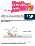 Fisiologia Digestivo