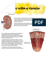 Histologia Urinario