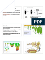 Origem e desenvolvimento do embrião da planta