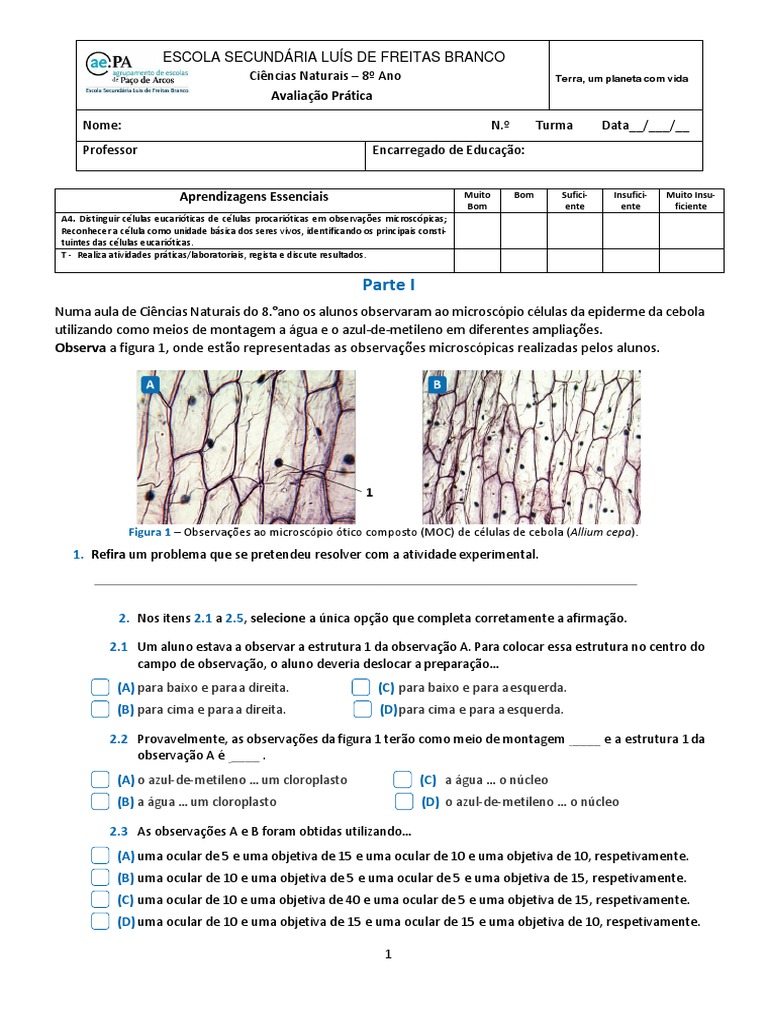 Teste Prático Pdf Célula Biologia Citoplasma