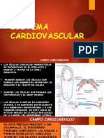 Sistema cardiovascular embrionario