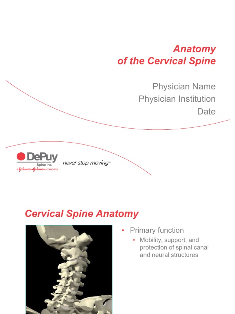 Cervical Anatomy | PDF