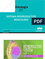 Semana 15 Histología Teoría - Sistema Reproductor Masculino