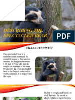 Describing the Spectacled Bear