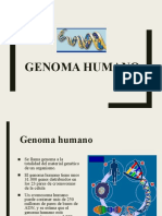 Genoma Humano PPT