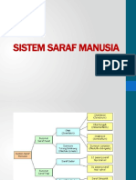 Sistem Saraf Manusia