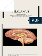 Thalamus