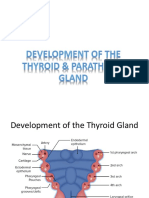 3-Development of The Thyroid & Parathyroid Glands