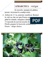 Fam.rhamnaceae, Viscaceae