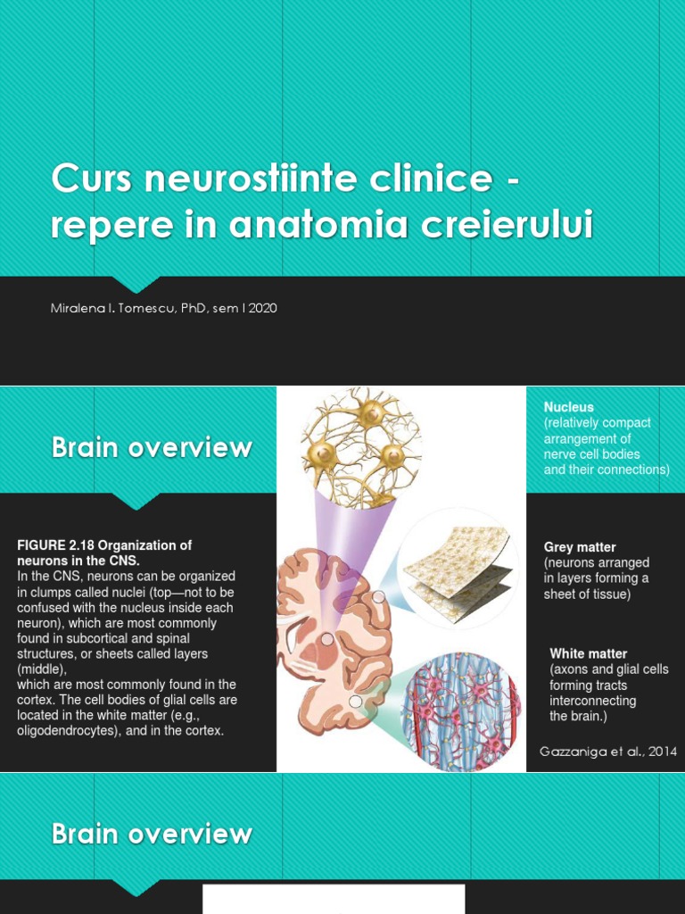 Anatomia Cortexului și C2 | PDF | Cerebral Cortex | Central Nervous System
