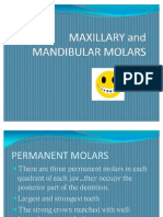 Maxillary Molars