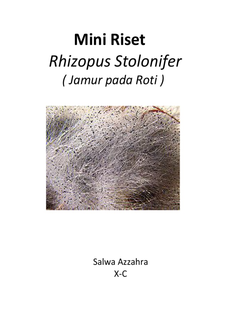 Jamur Roti Rhizopus Stolonifer: Identifikasi dan Eksperimen | PDF