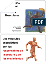 Contracción Muscular y Fibras Musculares