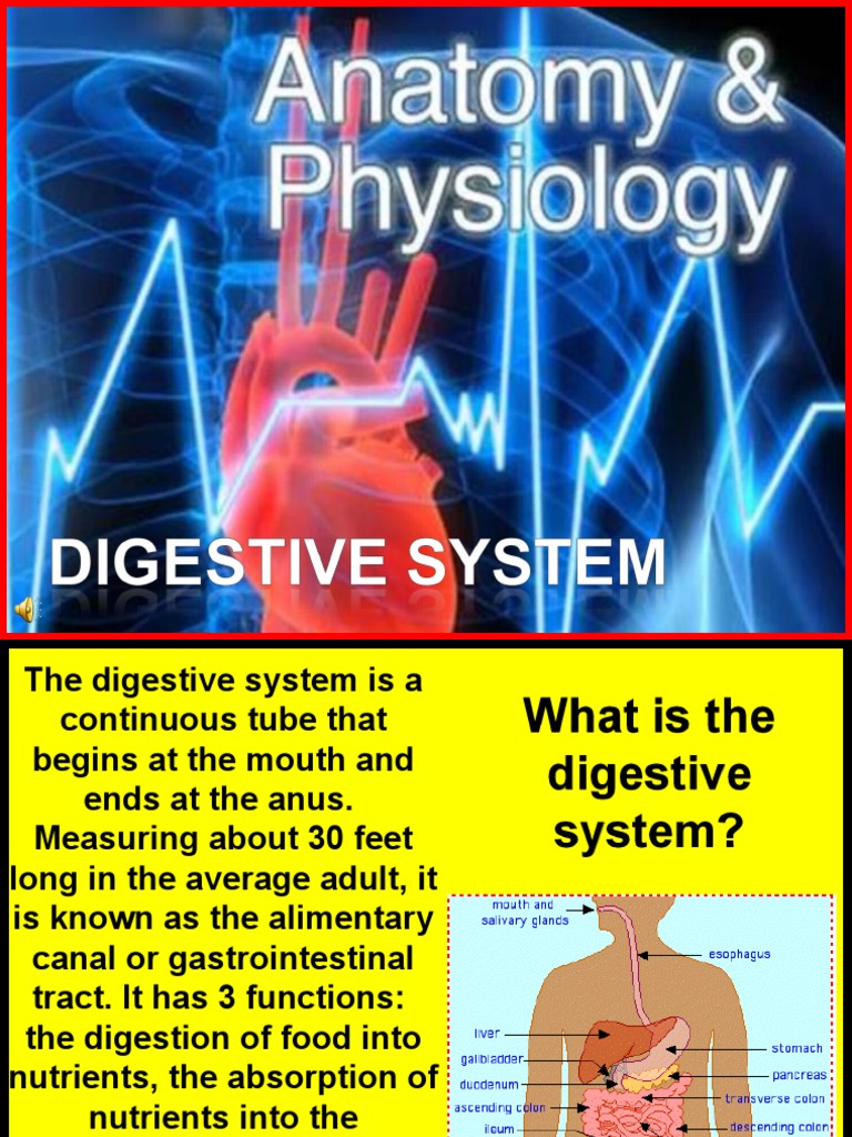 182 Anatomy Digestive System PDF Human Digestive System Stomach
