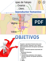 Clase 14. Aparato Reproductor Femenino (Autoguardado) (Autoguardado)