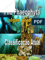 Aula Phaeophyta