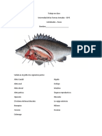 Trabajo en Clases-Peces Morfología