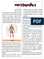 Sistema Muscular