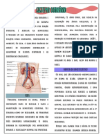 Sistema Urinário