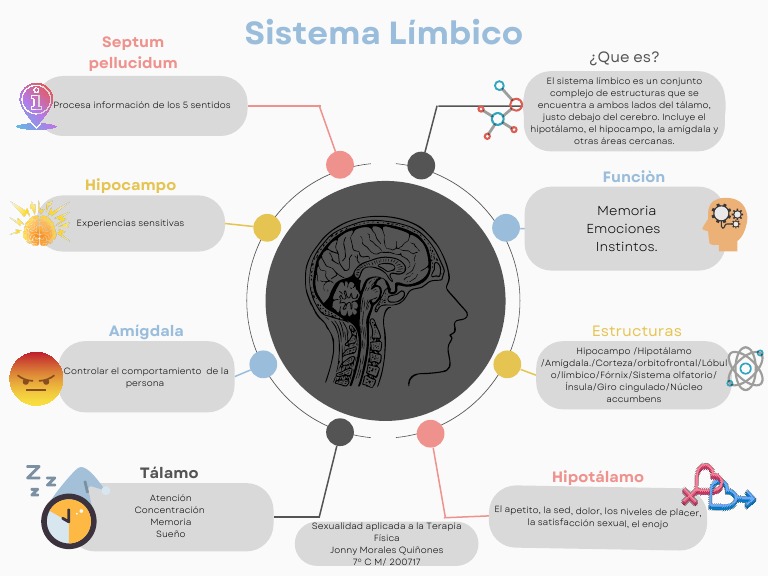 Estructura y funciones del sistema límbico | PDF | Sistema límbico ...