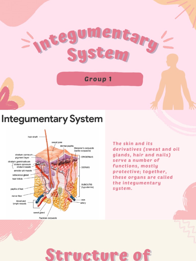 Integumentary System | PDF | Integumentary System | Skin
