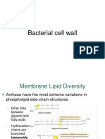 Bacterial Cell Wall