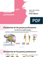 Desarrollo Del Sistema Pulmonar - NZ